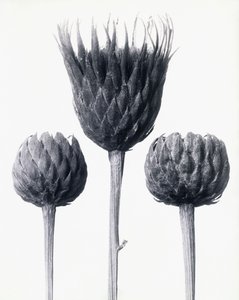 Serratula Nudicaulis (csupasz szárú közönséges fűrészfű), 1928 körül (zselatin ezüst nyomat) alkotó: Karl Blossfeldt