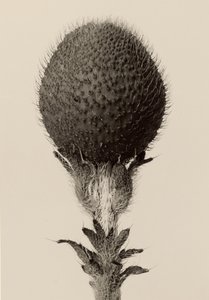 [Tüskés hagymás növény] alkotó: Karl Blossfeldt