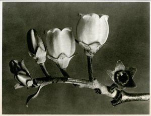 Vaccinium Corymbosum. 1929 (fotógravírozás)