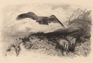Sas repülés közben. alkotó: Karl Bodmer