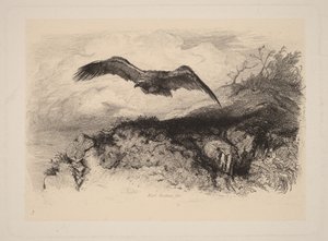 Repülő sas alkotó: Karl Bodmer