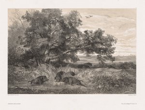 Állatok és táj a természet után: Vaddisznó a tóban, c. 1850. alkotó: Karl Bodmer