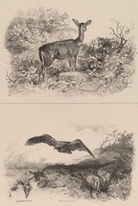 Doe, Eagle. alkotó: Karl Bodmer