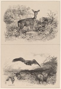 Doe, Eagle alkotó: Karl Bodmer