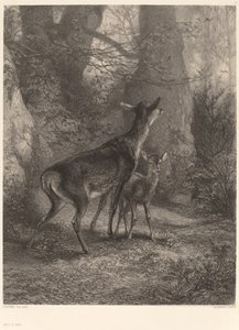 Doe és Fawn. alkotó: Karl Bodmer