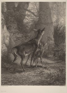 Szarvastehén és borjú alkotó: Karl Bodmer