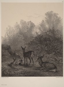 Pihenő szarvastehenek alkotó: Karl Bodmer