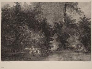 Kacsák alkotó: Karl Bodmer