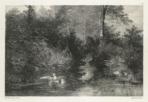 Canards Ducks. alkotó: Karl Bodmer