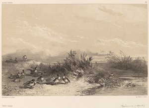 Vadkacsák. alkotó: Karl Bodmer