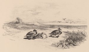 Vadkacsák. alkotó: Karl Bodmer