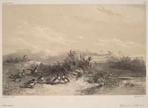 Vadrécék alkotó: Karl Bodmer