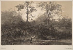 Vadkacsák alkotó: Karl Bodmer