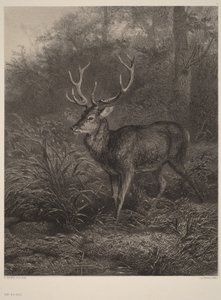 Tízágú szarvas alkotó: Karl Bodmer