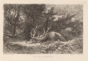 Szarvas a la Reposee alkotó: Karl Bodmer