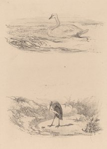 Hattyú, gém. alkotó: Karl Bodmer