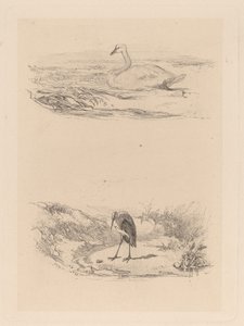 hattyú, gém alkotó: Karl Bodmer