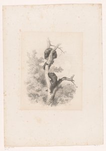 Három medve egy fán Tájak állatokkal (sorozat címe) alkotó: Karl Bodmer