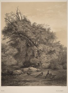 Fácánok alkotó: Karl Bodmer