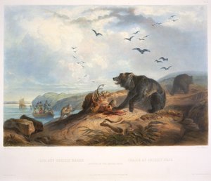 A Grizzly Medve vadászata