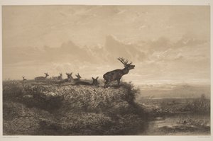 Reggel. Szarvasbika és szarvastehenek alkotó: Karl Bodmer
