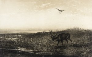 Este: szarvas és gémek alkotó: Karl Bodmer