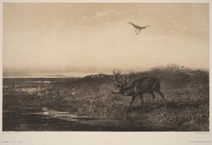 Az este - Szarvas és gémek alkotó: Karl Bodmer