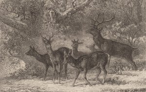 A csorda. alkotó: Karl Bodmer