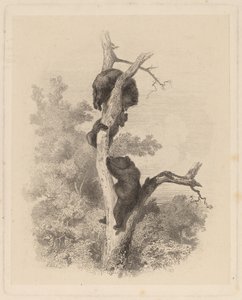 Les Ours (The Bears) alkotó: Karl Bodmer