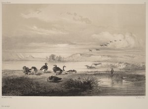 Vadlibák alkotó: Karl Bodmer