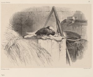 Galamb. alkotó: Karl Bodmer
