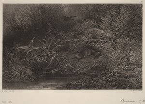 Lesben álló róka alkotó: Karl Bodmer