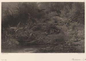 Fox a lesben. alkotó: Karl Bodmer