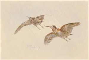 Repülő szalonkák alkotó: Karl Bodmer
