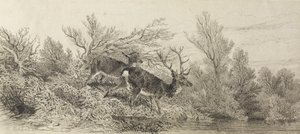 Szarvas az erdőben alkotó: Karl Bodmer