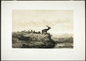 Reggel: Szarvasok és őzek alkotó: Karl Bodmer