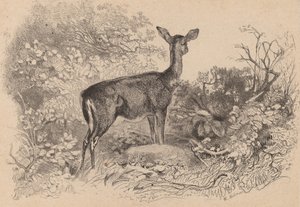 Egy őzike. alkotó: Karl Bodmer