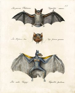  alkotó: Karl Joseph Brodtmann