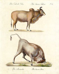 Indiai zebu és aurusz (nyomtatás) alkotó: Karl Joseph Brodtmann