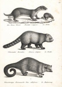 Legkisebb menyét, Mustela nivalis 1, vörös panda, Ailurus fulgens 2, sebezhető, és medvemacska, Arctictis binturong 3, sebezhető. Karl Joseph Brodtmann litográfiája Heinrich Rudolf Schinz Emberek és állatok illusztrált természettörténetéből alkotó: Karl Joseph Brodtmann