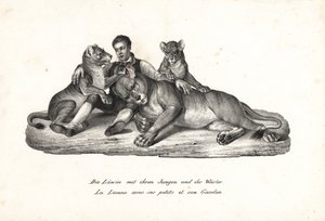 Oroszlán és kölykök kiképzővel, Panthera leo. Karl Joseph Brodtmann litográfiája Heinrich Rudolf Schinz Emberek és állatok illusztrált természettörténetéből alkotó: Karl Joseph Brodtmann