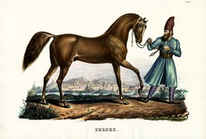 Perzsa ló, 1824