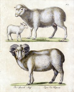 alkotó: Karl Joseph Brodtmann