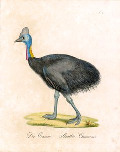 alkotó: Karl Joseph Brodtmann
