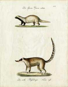 A Grison és a Coati (nyomtatás) alkotó: Karl Joseph Brodtmann