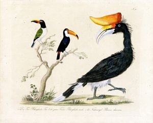 Toucan, Trogon és Hornbill (nyomtatás) alkotó: Karl Joseph Brodtmann