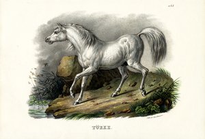 Török ló, 1824 alkotó: Karl Joseph Brodtmann