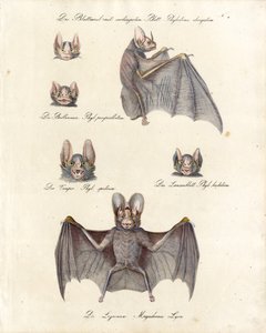 alkotó: Karl Joseph Brodtmann