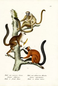 Fehér homlokú maki, 1824 alkotó: Karl Joseph Brodtmann