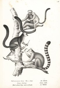 Fehérfejű makik, Eulemur albifrons, hím és nőstény, veszélyeztetett 1, és gyűrűsfarkú makik, Lemur catta, veszélyeztetett 2. Karl Joseph Brodtmann litográfiája Heinrich Rudolf Schinz Illustrated Natural History of Men and Animals című művéből alkotó: Karl Joseph Brodtmann